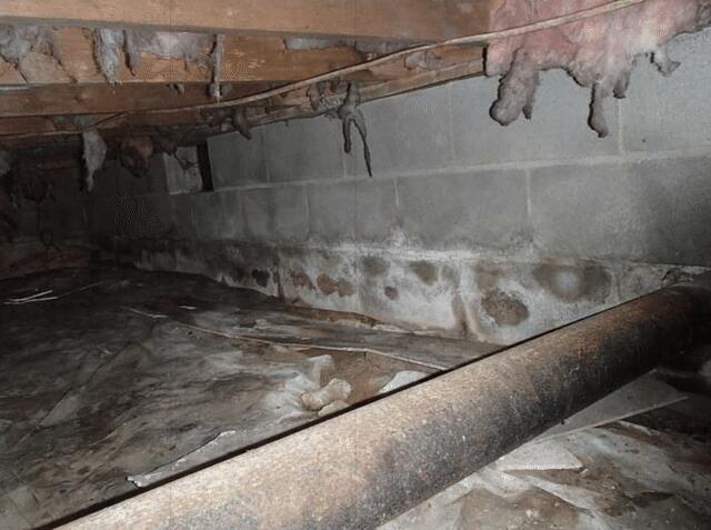  This home had multiple signs of water all over the crawl space. 