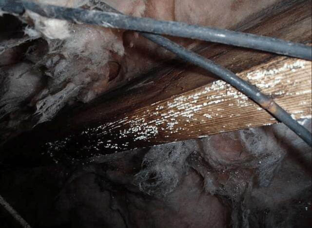 Over time with moisture in the crawl space mold will begin to develop and can create bigger issues