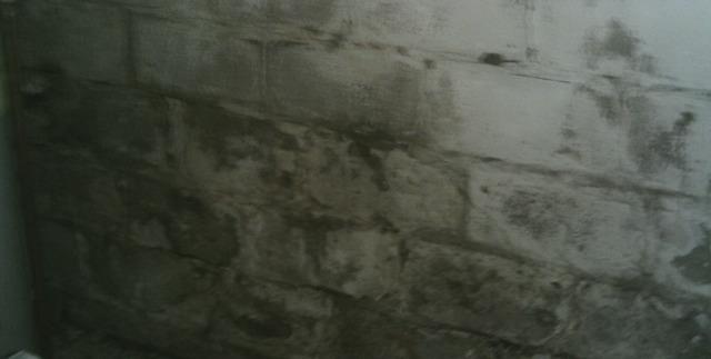 Moldy Basement