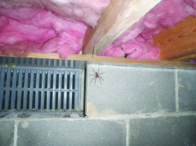 It is very common for spiders to find a home in our crawl spaces because they are dark. But they can eventually find their way inside our home through the crawl space. This is a Brown Recluse Spider. They are very poisonous and can be found all over the Delmarva area. 