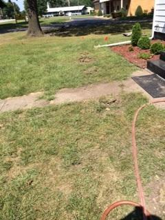 Replaced Sod