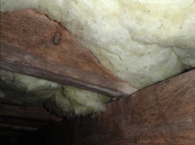 Signs of Mold and Mildew