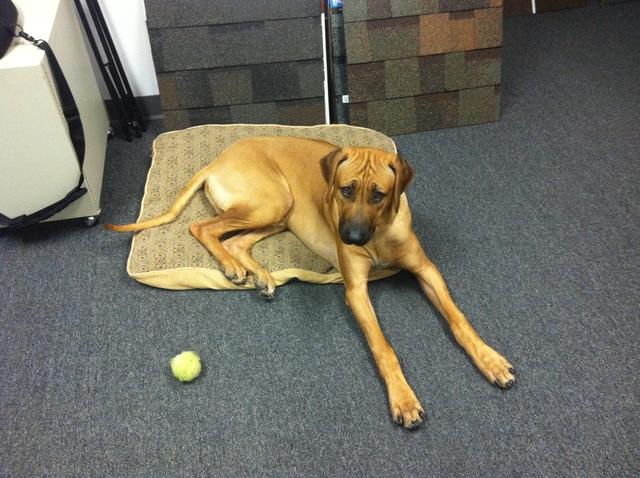 Christian Brothers Photo Album Meet Our Office Dogs