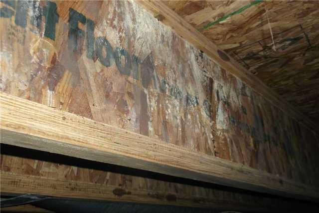 Mold Growing on Support Beams