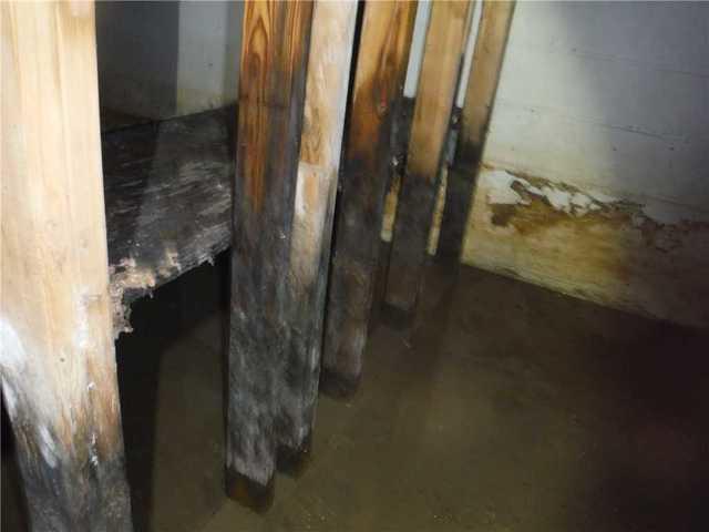 Mold Eating Wooden Supports