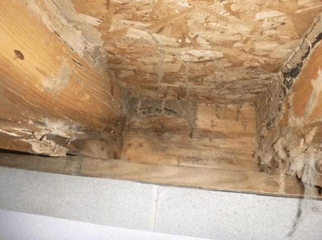 Mold on the Floor Joist