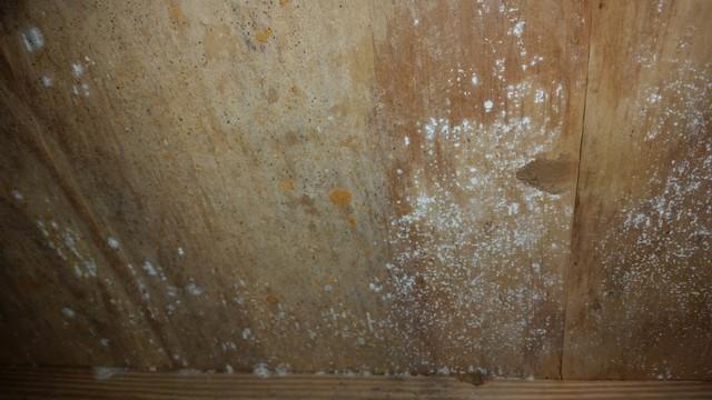 Indoor Environmental Management Mold Problems Photo Album