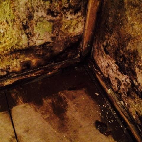 Close-up of Severe Mold Problem