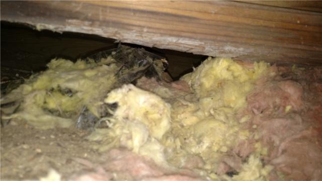 Fallen Insulation Points to Water Issues