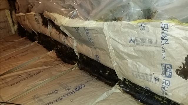 Mold Snacks on Insulation in Crawl Space