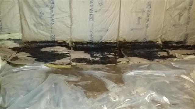 Mold Overtakes Insulation