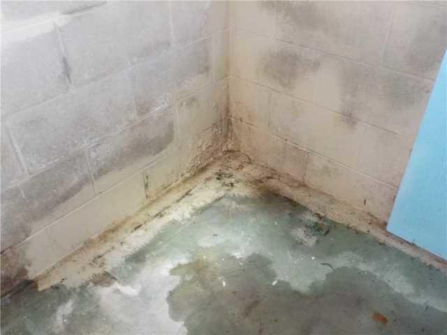 Mold in Basement