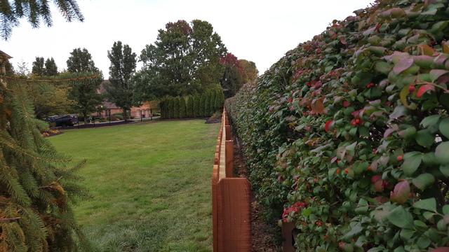 Side View of Cedar Picket Fence