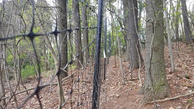 Deer Fencing outlining the property