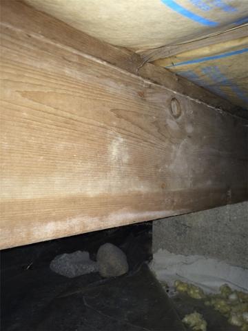 Beginnings of Mold in Damp Crawl Space