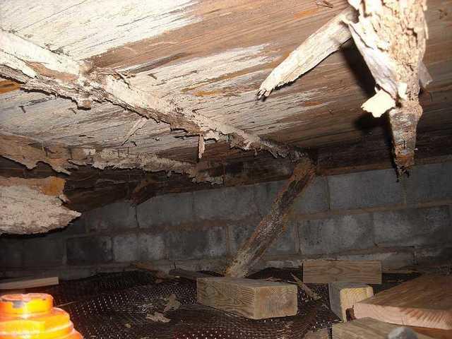 Severe wood rot and termite damage