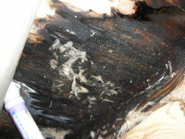 Wood deterioration