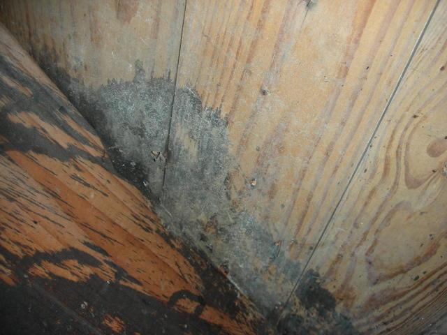 Wood deterioration