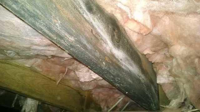 From this picture, you are able to see the mold that has grown onto the wood of the crawl space. At the same time the debris is starting to droop down because it is filled with moisture.