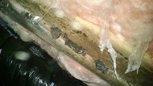 Do you know what your crawl space looks like? If the answer is no then try checking your crawl space today. Mold may be growing on your wood, which causes rotting. This is the foundation of your home. Why let it rot?