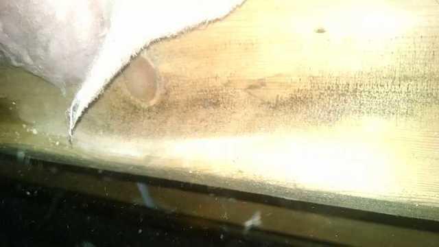 Mold Mold Go Away!