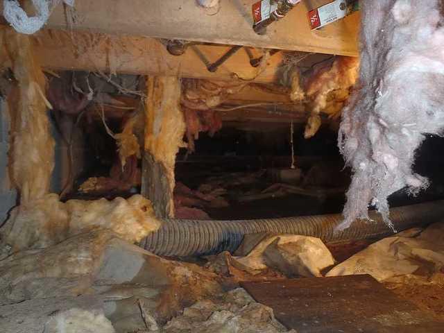 Nasty old crawlspace insulation in Easton, MD home