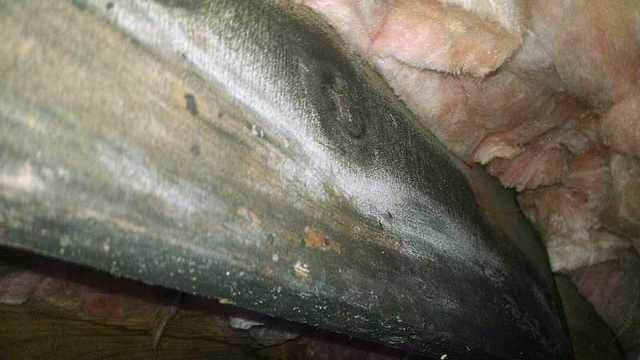 From this image, it is clear that mold is an issue in the crawl space. This is a very common problem in crawl spaces because of the moisture in the air and the damp wood. Contact DryZone today for a free quote and we will provide you with solutions to solve this moldy issue.