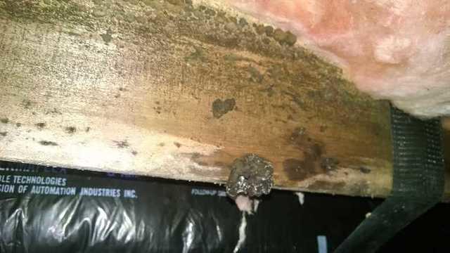 Do you know why their is mold growing in your crawl space? It is very common for people to misjudge the mold growing in their crawl space because they do not think it is that big of a problem. Mold reproduces by releasing tiny spores. This black mold grows in moist areas such as crawl spaces and basements. Contact DryZone today to inspect your moldy crawl space.