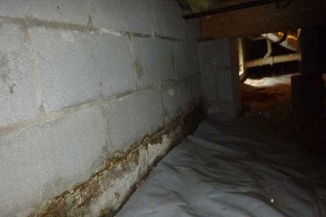 Mold On Concrete Walls