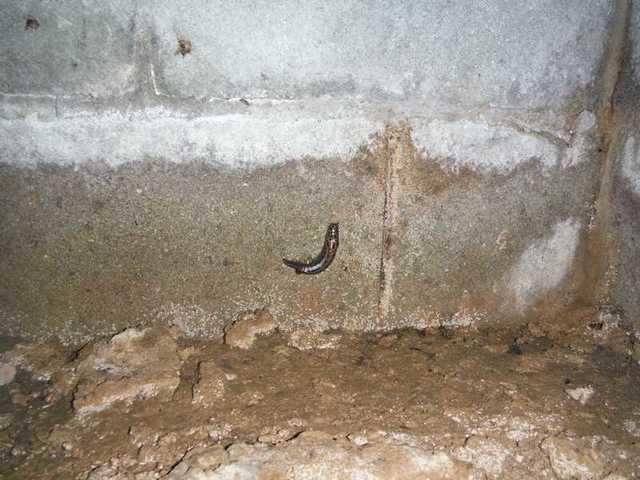 This little critter is making his home in this damp crawl space. Don't let pests live rent free in your home!