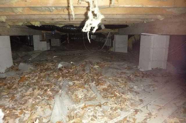 Leaves in the Crawl Space