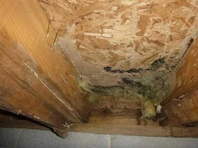 The crawl space in this picture is clearly in bad shape. There is a hole in the roof of the crawl space with insulation falling through and mold starting to grow.