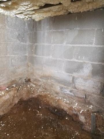 Mold and water damage walls