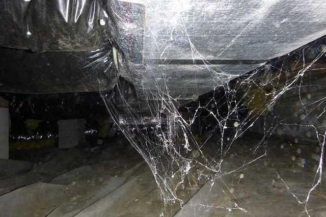 Webs, Mold & Water!