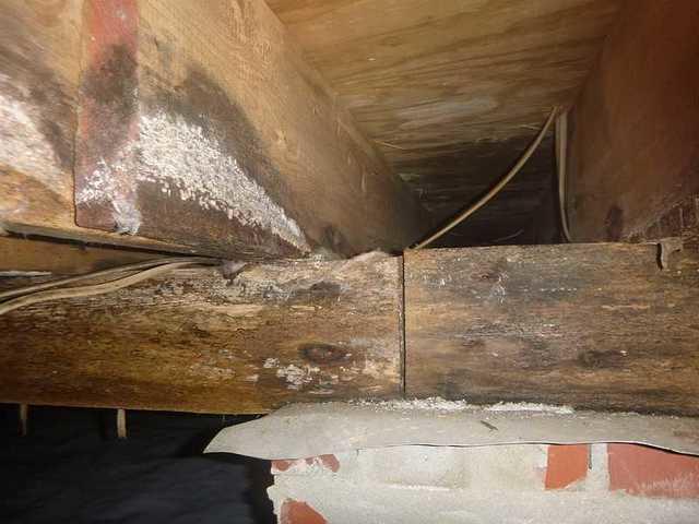 Mold.. Black Mold