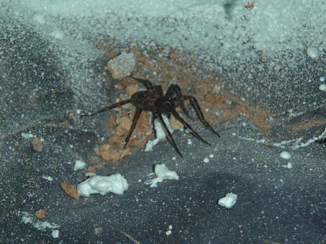 Pests living in your crawl space!