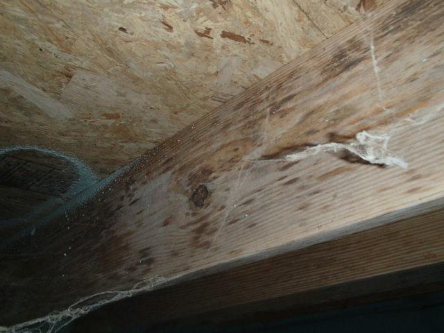 Mold will grow only in a place of high humidity like unsealed crawl spaces! Mold releases mold spores into the air that flows through your living space.