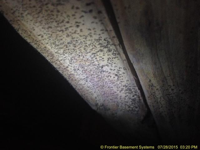Mold growth