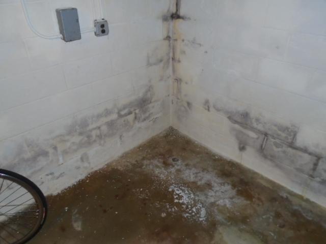 Moldy Basement Walls