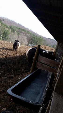 Belted Galloway Cows