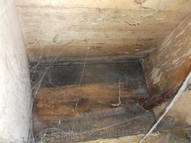 Moldy, rotting wood