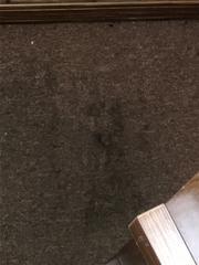 Wet Basement in Sainte Genevieve, MO