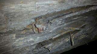 Rotting Wood