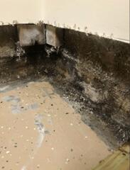 There was significant mold growth in the basement.