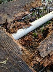 Rotted wood falling off from under the crawl space