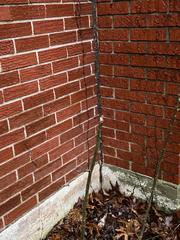 Cracked Foundation Walls