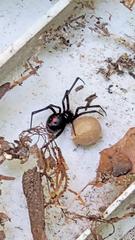 I opened up the RTU bait station and was greeted by a black widow spider and her giant egg sac!