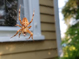 Once I started inspecting the backyard, I noticed a spider web in between two trees.