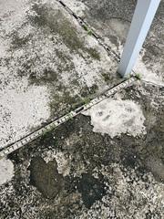 The pool deck of this Tampa home had experienced damage due to age and exposure to the elements. LRE needed to repair the current drains and install a new drainage system so this homeowner's yard would not continue to flood when it rained.