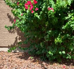 Having plants right next to their house might contribute to oxidation problems in the future. The reason is that plants will retain water in the area and make the stem wall elements to get corroded.